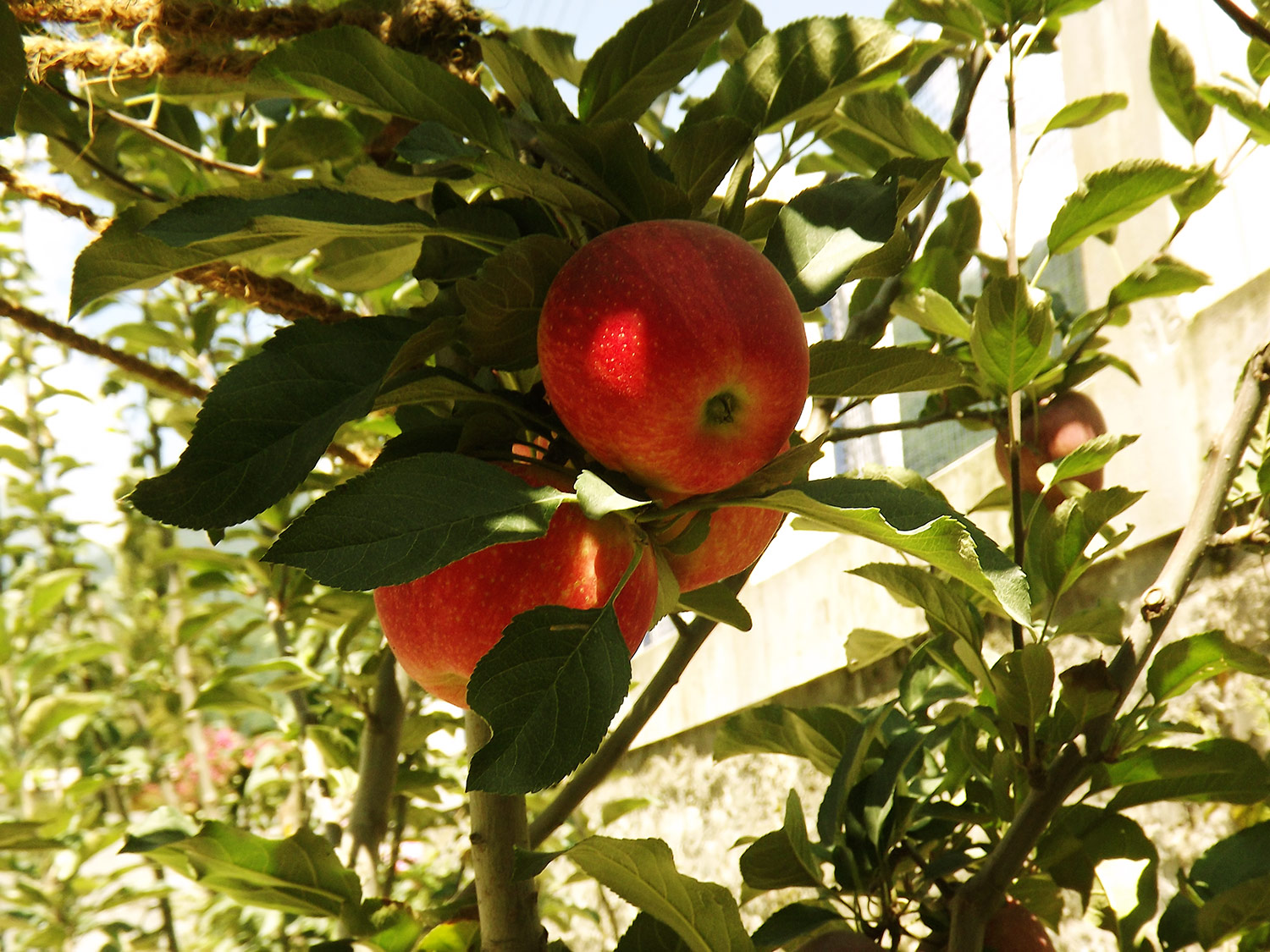 Red Delicious variety of Apples, India