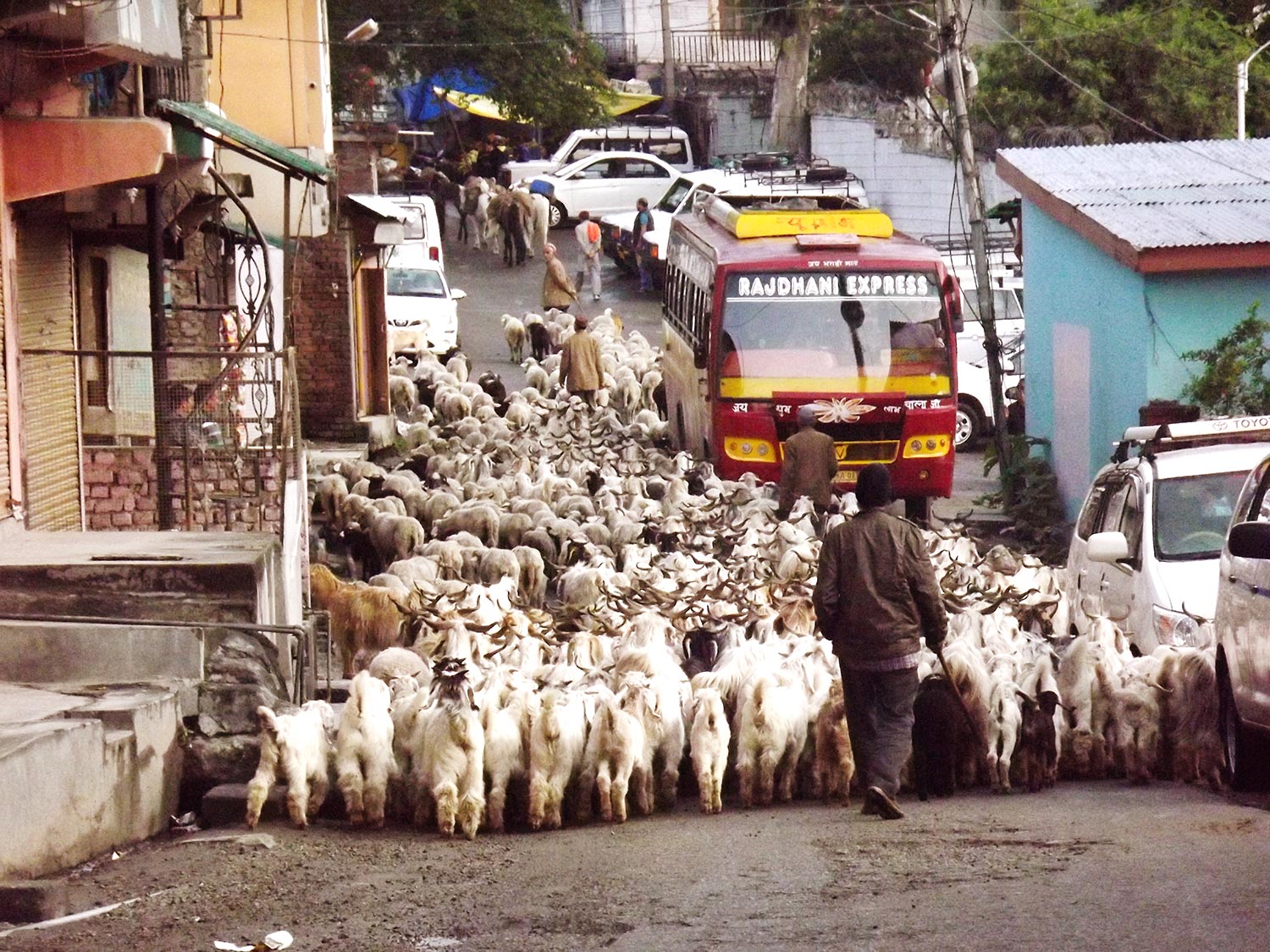 This photo shows a herdsman guiding a heard of Pashmina goats with long wooly hair through the market of Bhuntar in Himachal Pradesh, India