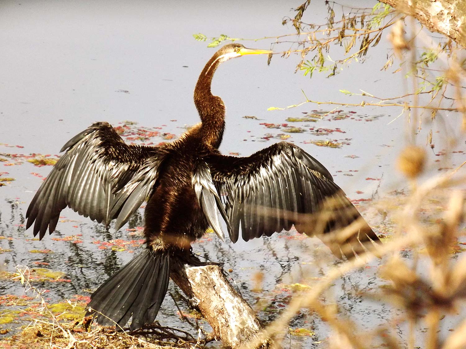 View of an Orinetal Darter with wings outstretched and perched on a tree stub growing close to a pond at Keoldeao National Park in Bharatpur, Rajasthan, India