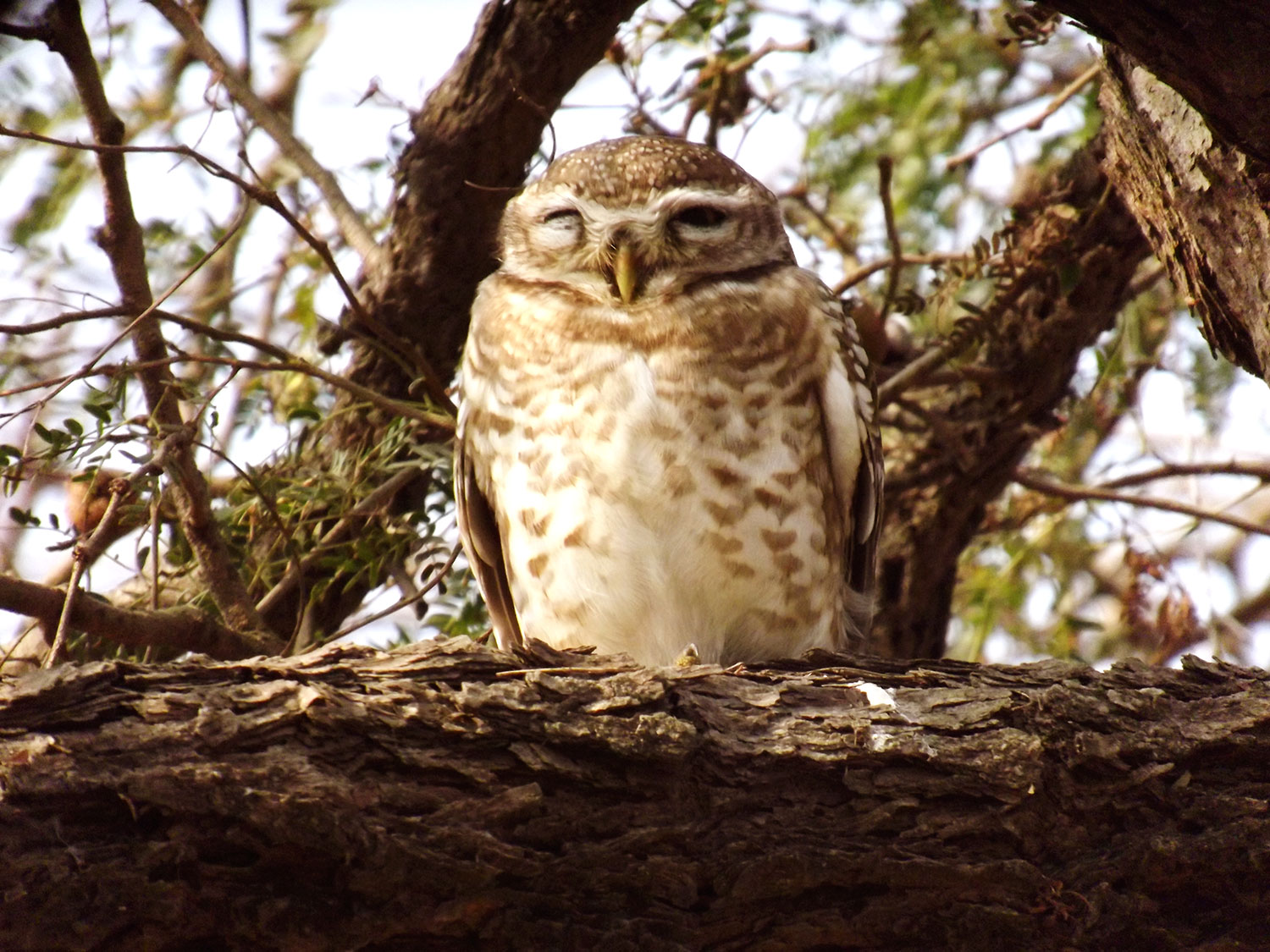 View of a Little Owl sitting on a tree branch with an eye open at Keoldeao National Park, Bharatpur, Rajasthan, India